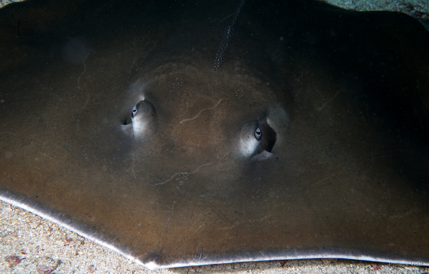 Birmanie - Mergui - 2018 - DSC02700 -Tahitian Stingray - Raie fouet - Himantura fai.JPG